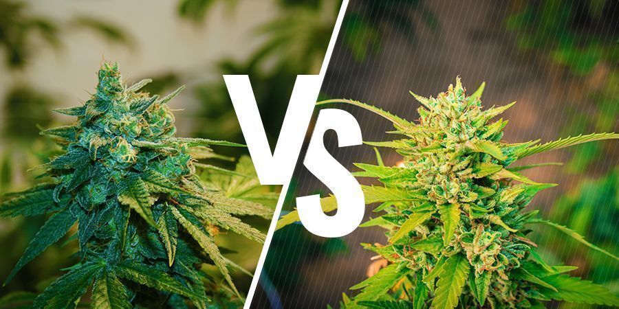 Indoor Vs Outdoor Weed: Which Is Better? - Zamnesia Blog